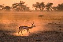 090 Amboseli Nationaal Park